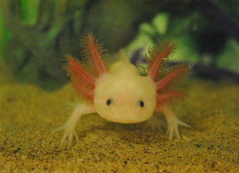 /r/axolotls is a place for owners to discuss, expand their knowledge, and share pictures of all topics related to axolotls. We believe it is essential to provide care advice that exceeds bare minimum standards, in order to enrich the lives of our beloved pets. 